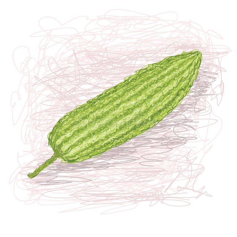 Bitter Melon Drawing Stock Illustrations 52 Bitter Melon Drawing