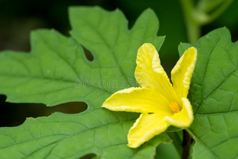 Bitter melon flower stock photo. Image of beautiful 168178010