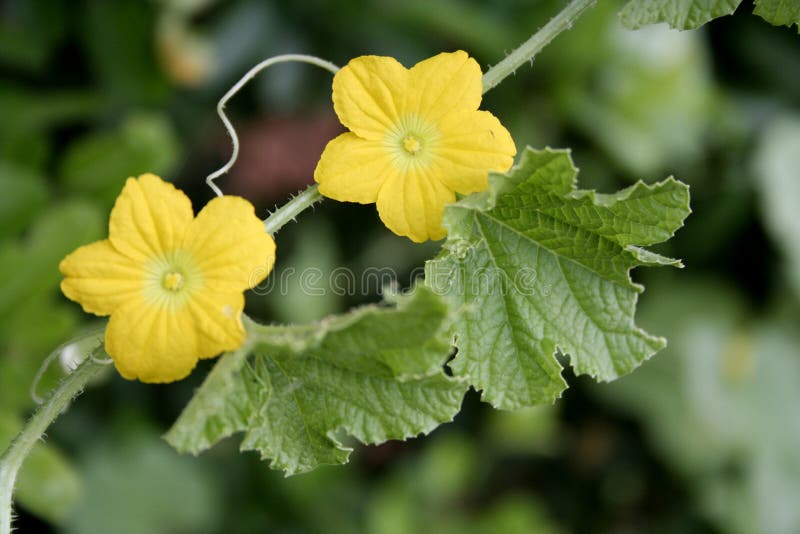 Bitter melon flowers stock image. Image of vegetable, flower 6609791
