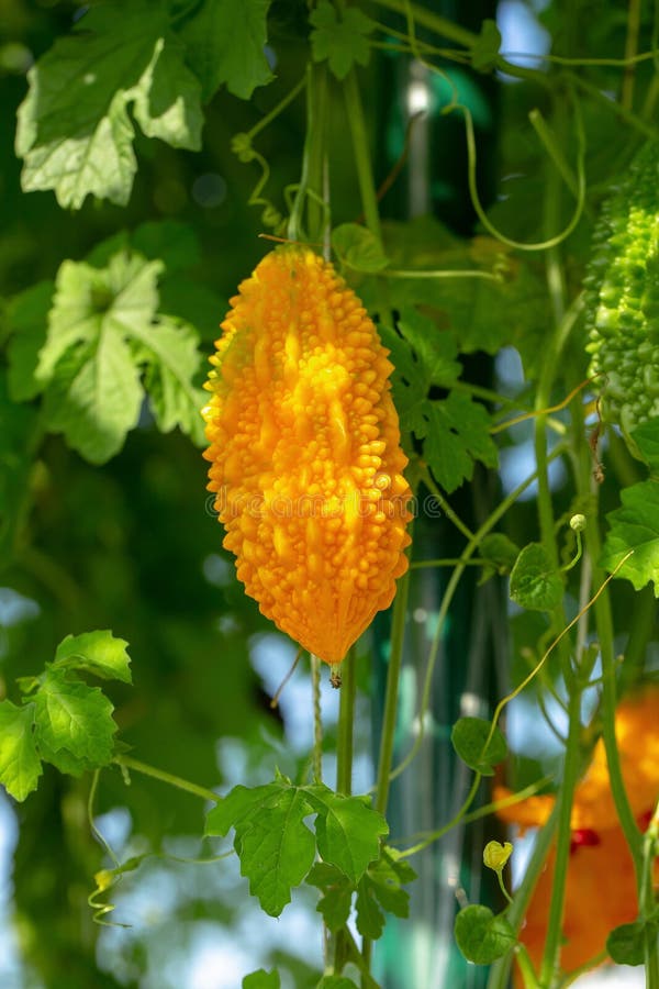 Bitter Melon, Bitter Gourd or Bitter Squash Hanging Plants in a Farm