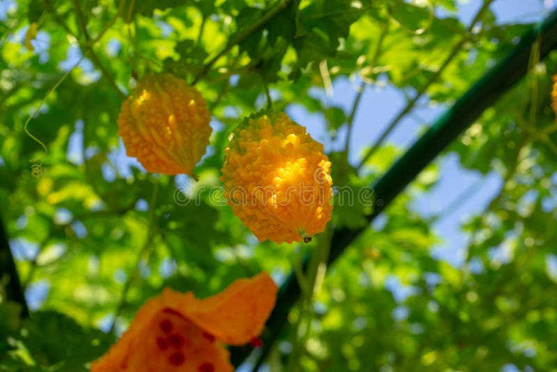 Bitter Melon, Bitter Gourd or Bitter Squash Hanging Plants in a Farm