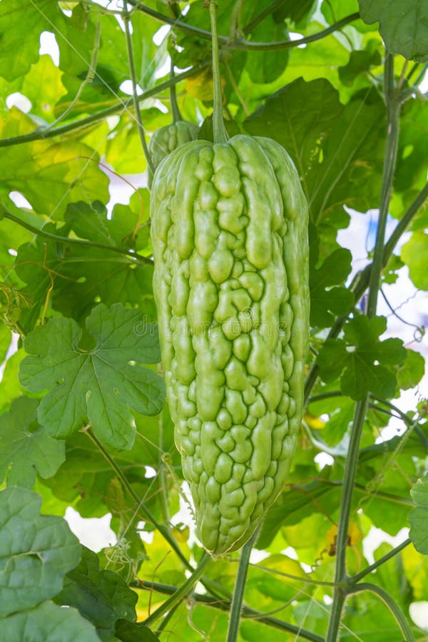 Bitter Melon or Gourd on the Vine Stock Image Image of diet, medicine