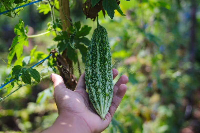 Bitter Melon Growing in the Fields Stock Photo Image of harvested