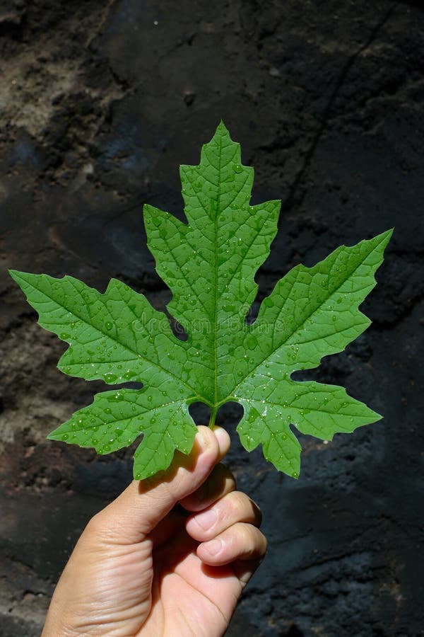 Bitter melon leaf stock image. Image of organic, diet 24130261