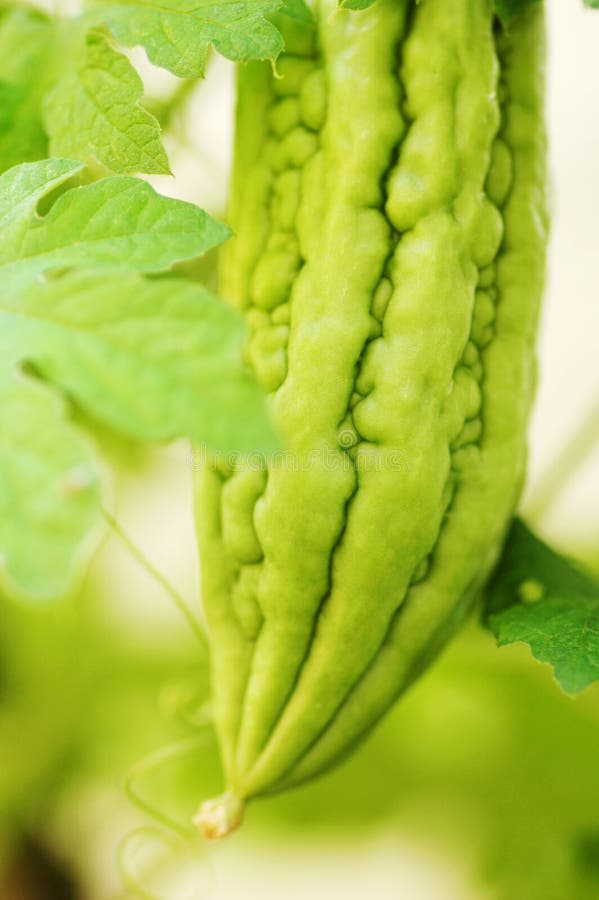 Plantă de pepene amar stock images