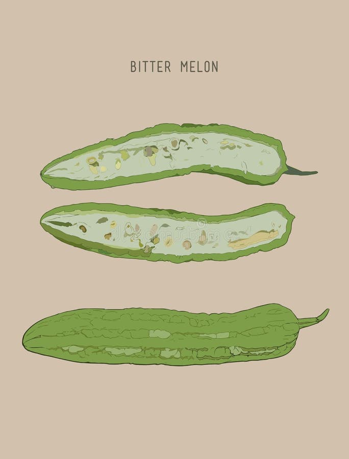 Bitter Melon Drawing Stock Illustrations 48 Bitter Melon Drawing