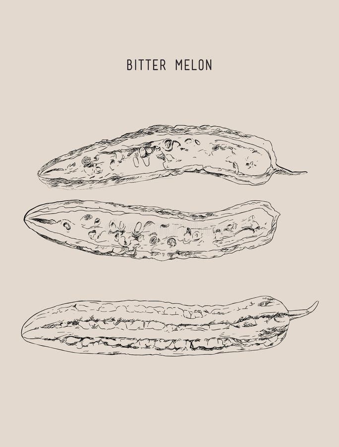 Bitter Melon Drawing Stock Illustrations 48 Bitter Melon Drawing