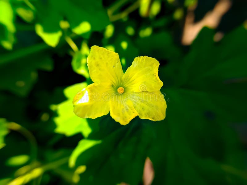 Bitter Melon Species Plant Yellow Flower Stock Photo Image of nature