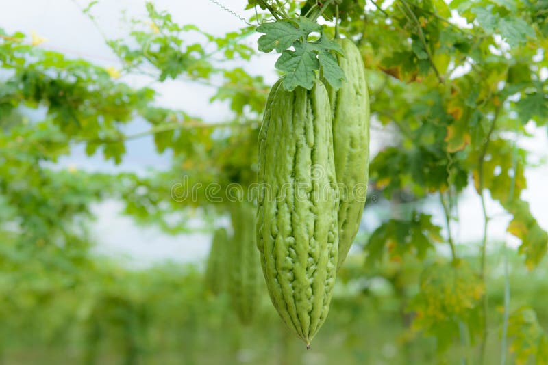 Bitter melon stock photo. Image of freshness, ingredients 51875854