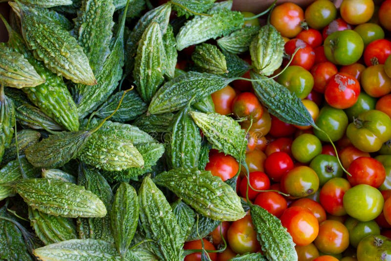 Bitter Melon and Tomatoes stock image. Image of tropical 29572557