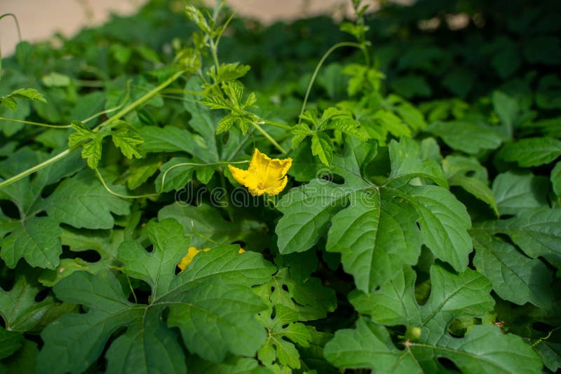 Bitter Melon Vine in the Garden. Summer Sunny Day Stock Photo Image