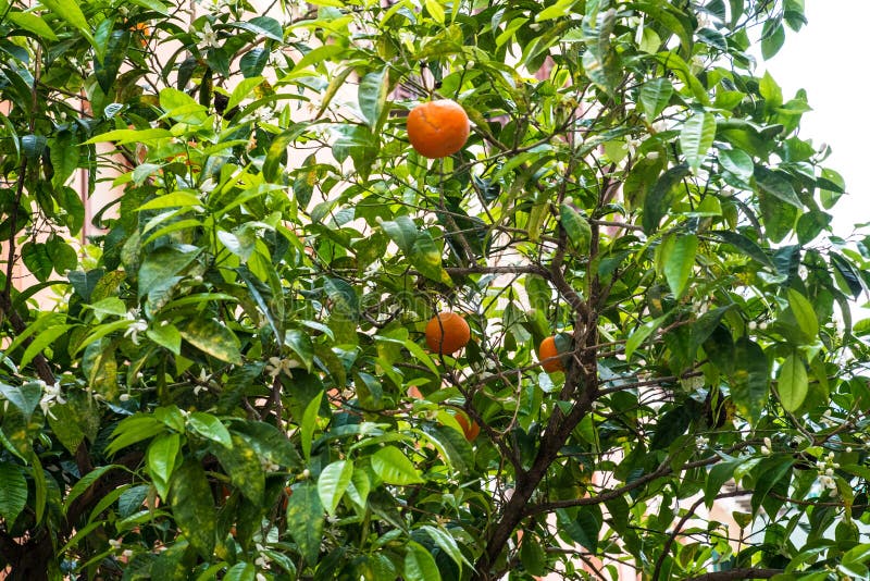 2,064 Fruits Flowers Orange Tree Stock Photos Free & RoyaltyFree