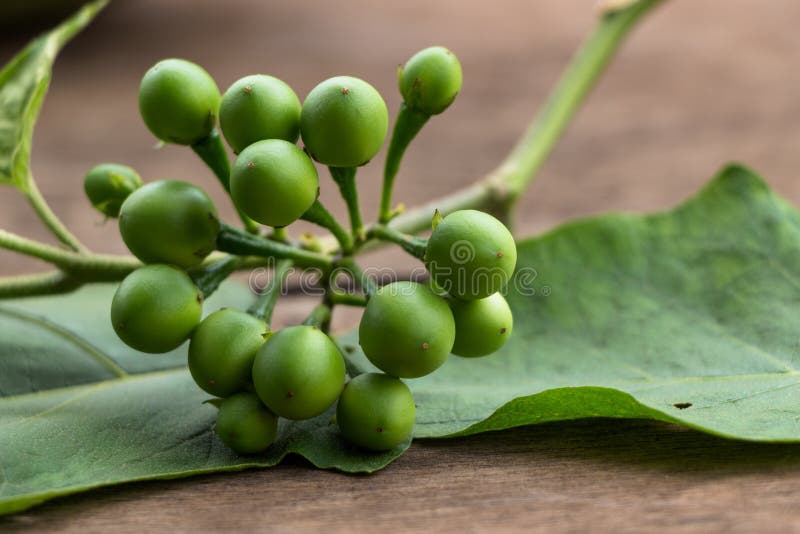 Bitter Pea Eggplant Stock Image Image 31873191