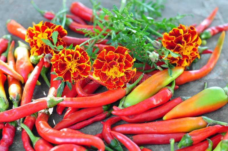 Bitter pepper stock image. Image of marigolds, flower 16248843