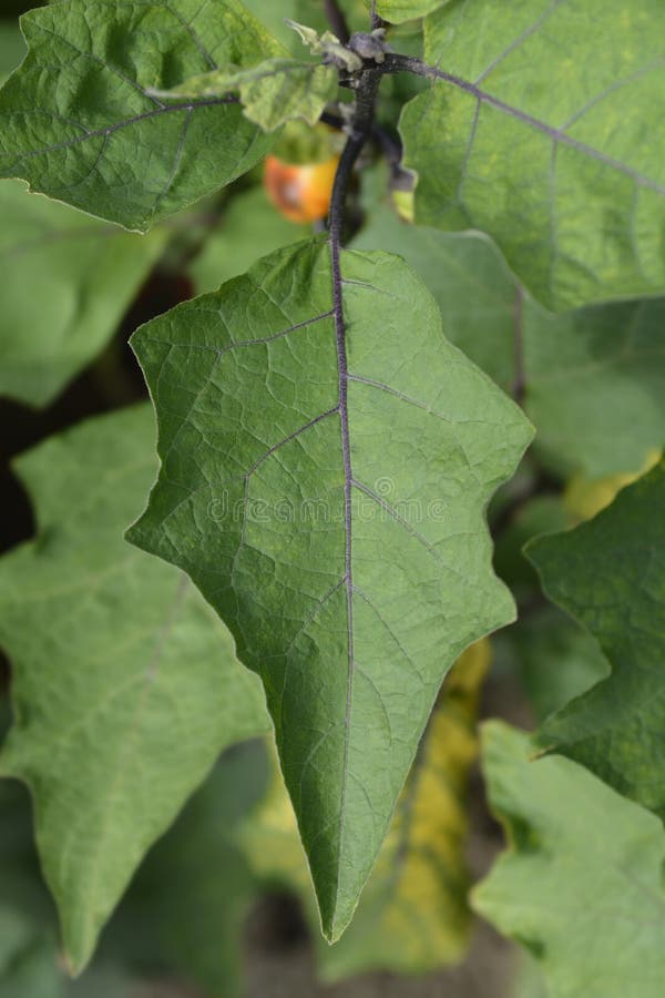 Bitter tomato stock photo. Image of aethiopicum, bitter 259039010