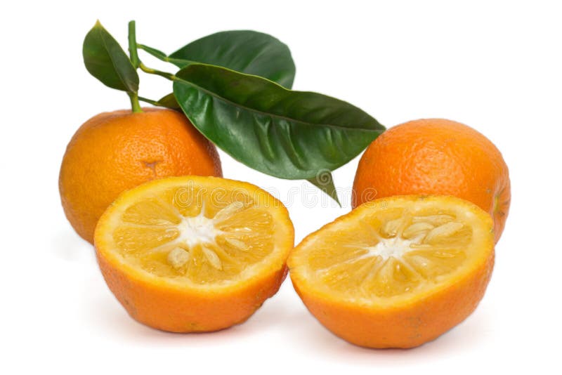 De Citrusvruchtenaurantium Van De Bittere Sinaasappelboom Stock Foto Image of flora, europa