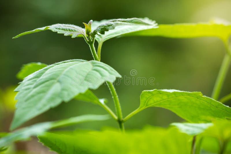 Bitteres Busch- oder Meerjungkraut und Morgensonnenlicht lizenzfreie stockfotografie Bitteres Busch- oder Meerjungkraut und Morgensonnenlicht lizenzfreie stockfotografie