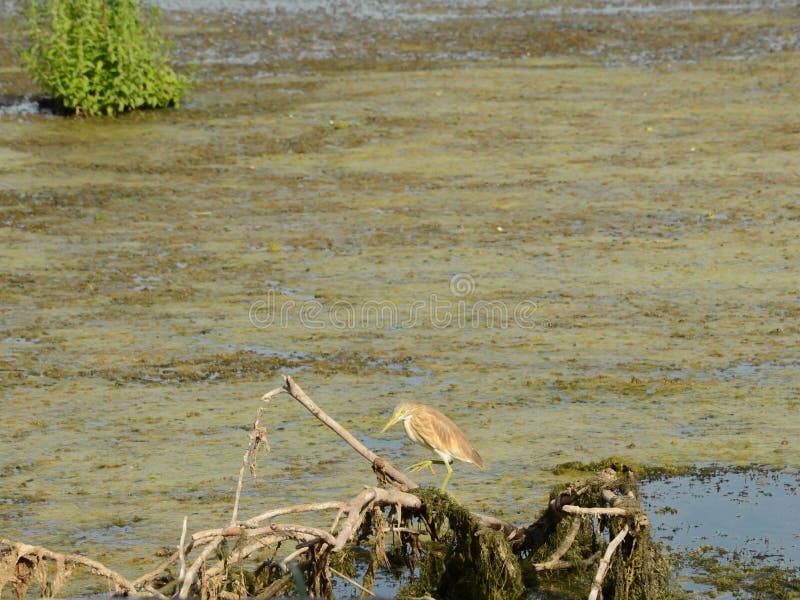 Bittern hunting royalty free stock photo