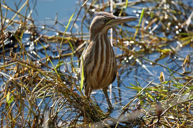 Bittern on the lake. Little bittern (Botaurus minutus)