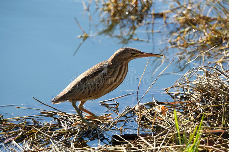 Bittern on the lake. stock photo