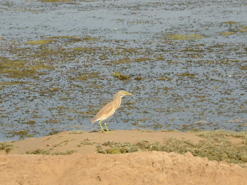Bittern near the river bank stock images