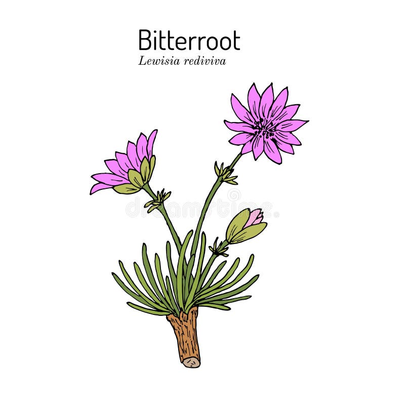 Bitterroot Lewisia Stock Illustrations – 10 Bitterroot Lewisia Stock ...