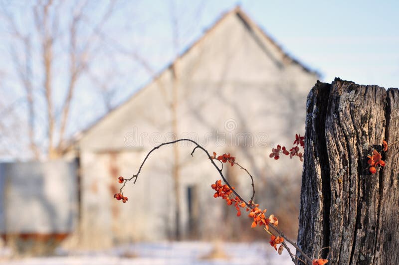 Bittersweet barn