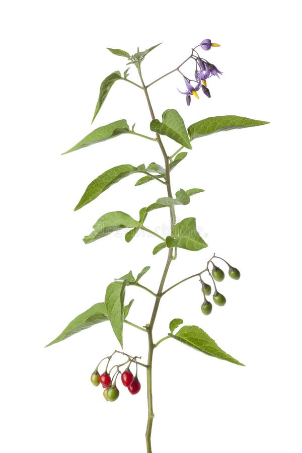 Bittersweet plant with flowers and berries