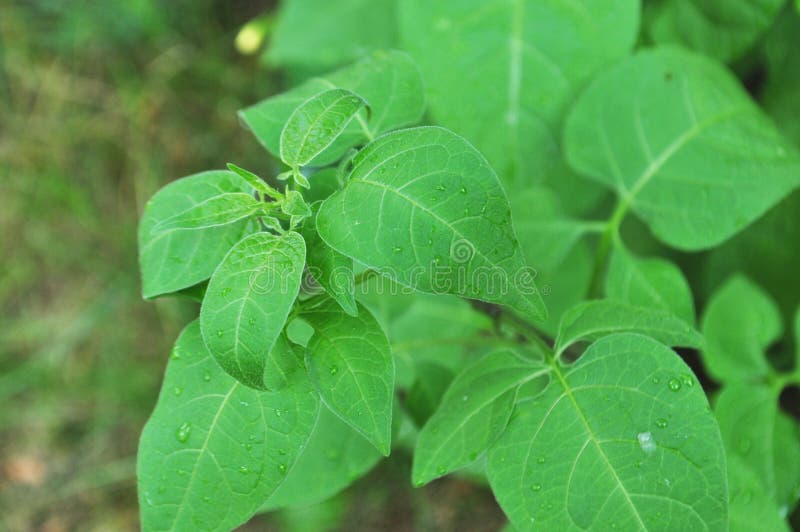 Bittersweet Solanum Dulcamara Garden Weed Stock Image Image of flora