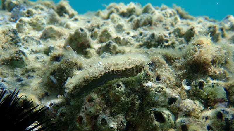 Bivalve mollusc European flat oyster or common oyster (Ostrea edulis) undersea, Aegean Sea, Greece, Halkidiki. Bivalve shell stock images, royalty-free photos and pictures