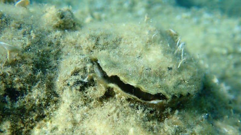 Bivalve mollusc European flat oyster or common oyster (Ostrea edulis) undersea, Aegean Sea, Greece, Halkidiki. Bivalve shell stock images, royalty-free photos and pictures