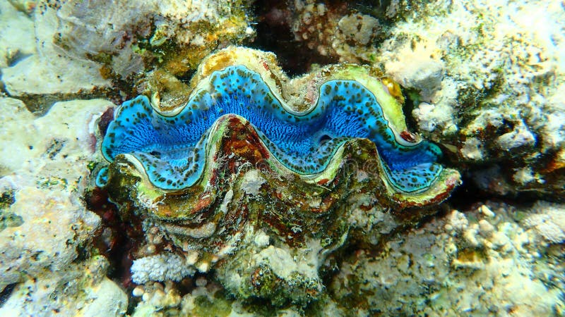 Bivalve mollusc maxima clam or small giant clam, Tridacna maxima, undersea, Red Sea, Egypt, Sharm El Sheikh, Nabq Bay. Bivalve shell stock images, royalty-free photos and pictures