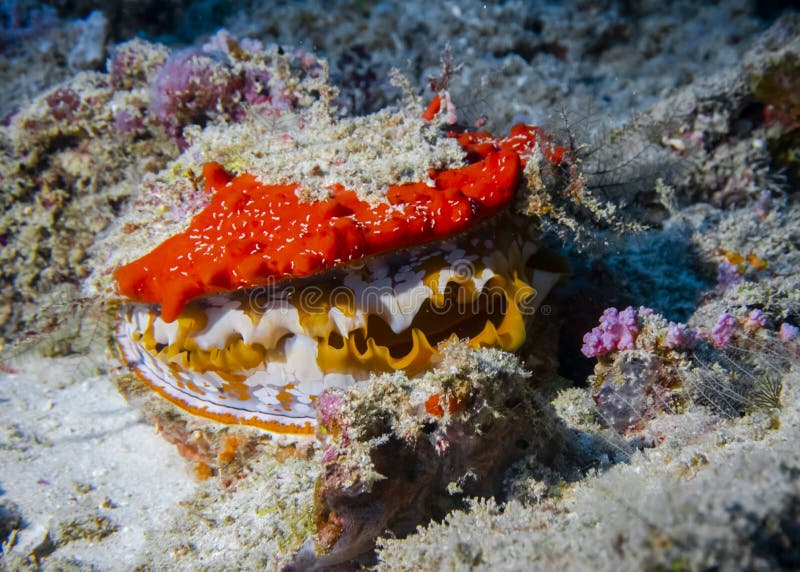 Bivalve mollusk Spondylus Varians Thorny oyster on a coral reef at the bottom of the Indian Ocean