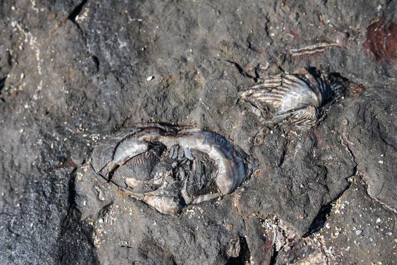 Bivalve mulluscs and brachiopod shell fossils