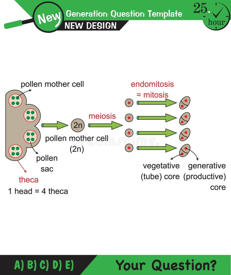 Biology - Lecture notes, plant physiology