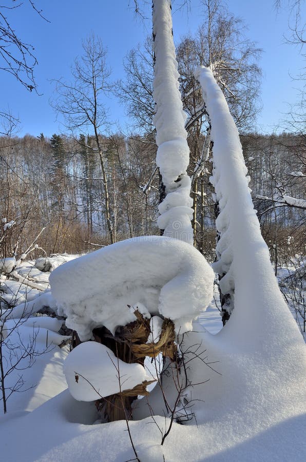 Bizarra deriva de nieve en el tronco de abedul en invierno bosque cubierto de nieve imagenes de archivo