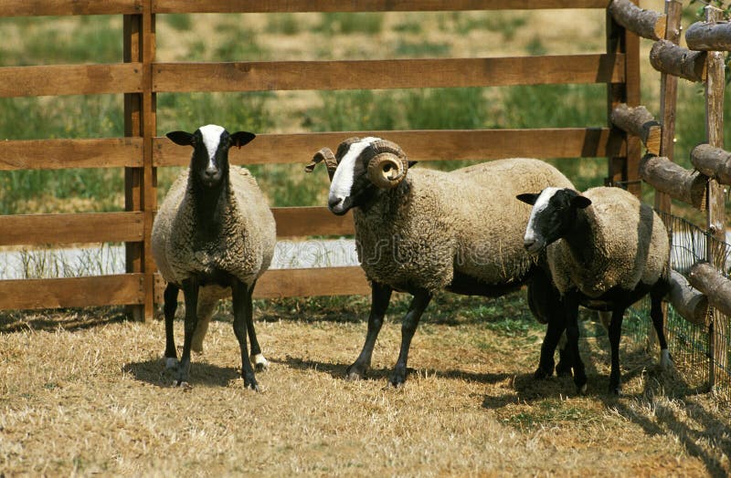 Bizet Owce domowe, Francuska Rasa z Cantal, Ram i Ewes