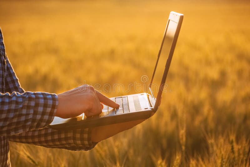Biznesmen jest na polu dojrzała banatka i trzyma laptop w jego rękach obrazy stock Biznesmen jest na polu dojrzała banatka i trzyma laptop w jego rękach obrazy stock