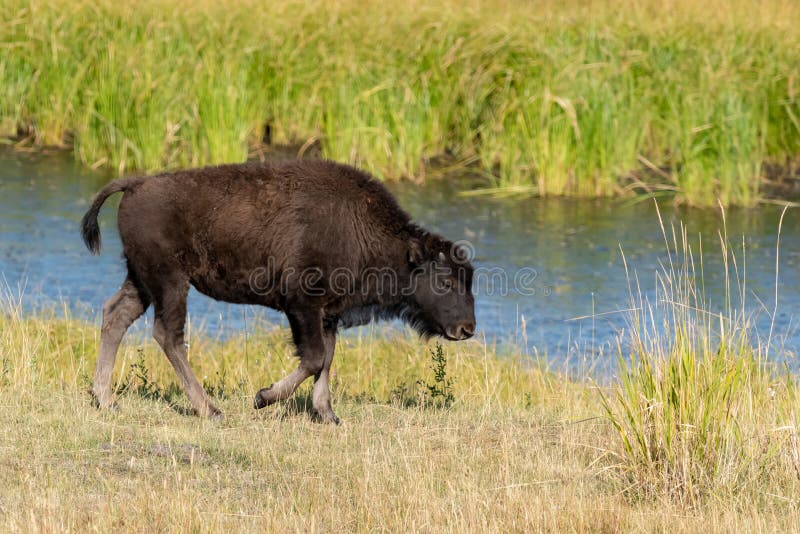 Lamar Valley in Yellowstone National Park along U.S. 212 NE Entrance Road in Wyoming. Lamar Valley in Yellowstone National Park along U.S. 212 NE Entrance Road in Wyoming