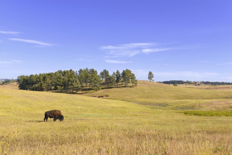 Bizon in Weiden, het Nationale Park van het Windhol, Zuid-Dakota