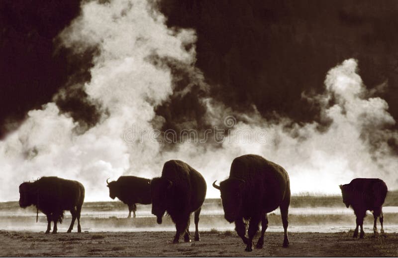 This is an early morning photograph of roaming bison with clouds of thermal smoke behind. This is an early morning photograph of roaming bison with clouds of thermal smoke behind.