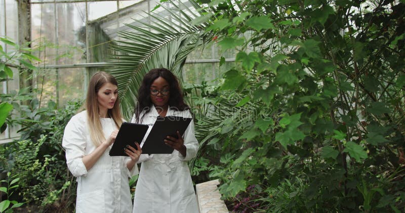 Bióloga y jardinera caucásica en invernadero. un trabajador afroamericano estudiando riego o riego almacen de video