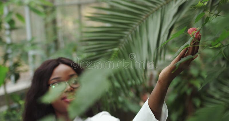 Biólogo o científico afroamericano que trabaja en un jardín botánico. control de árboles y plantas. el concepto de almacen de video