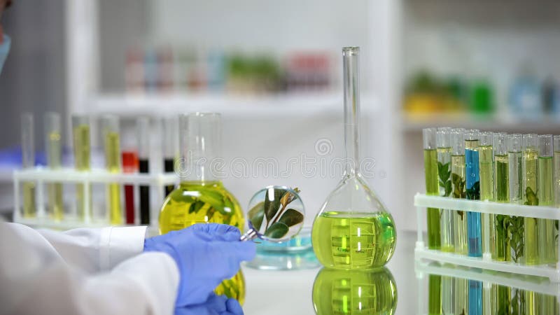 Biólogo que mira a través de la lupa la planta, productos de belleza orgánicos imágenes de archivo libres de regalías Biólogo que mira a través de la lupa la planta, productos de belleza orgánicos imágenes de archivo libres de regalías
