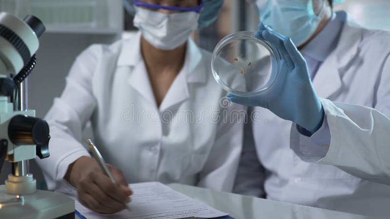 Biólogo que muestra nuevos organismos en el plato del laboratorio, ayudante que completa los formularios de papel