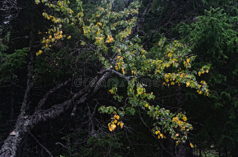 Björk för sen sommar i ett nordligt trä fotografering för bildbyråer Björk för sen sommar i ett nordligt trä fotografering för bildbyråer