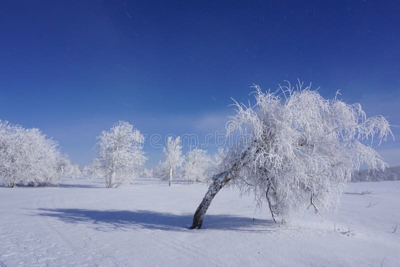 Björken böjde under vikten av snö arkivbilder Björken böjde under vikten av snö arkivbilder
