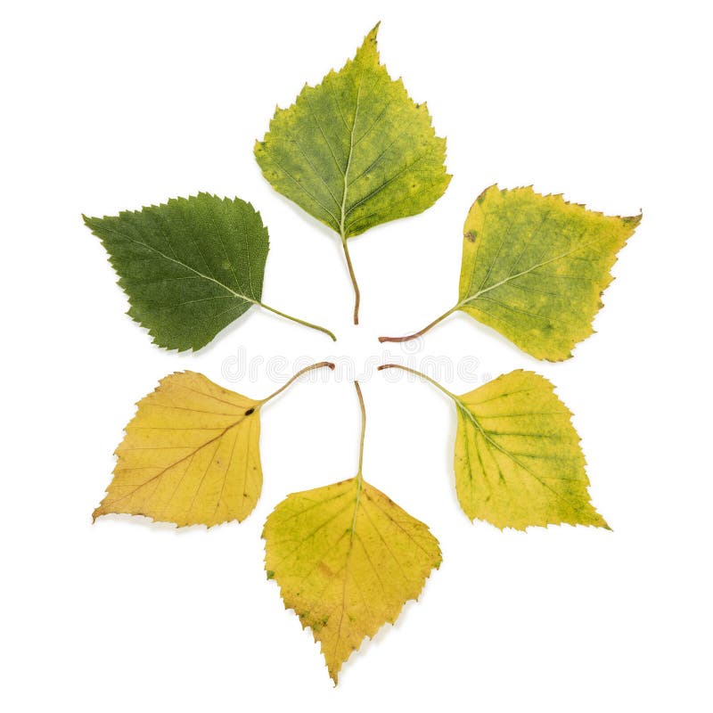 6 different birch leaves, ranging from green to yellow to orange, arranged in hexagon shape. 6 different birch leaves, ranging from green to yellow to orange, arranged in hexagon shape.