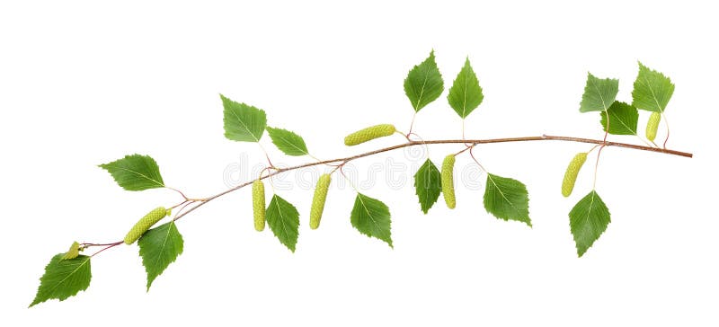 Birch branch with catkins isolated on white. Birch branch with catkins isolated on white.