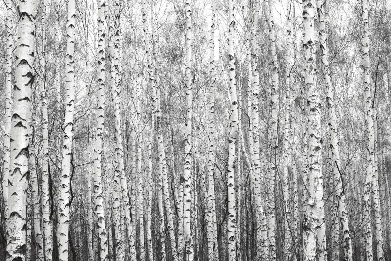 Björkskog, svart-vit foto